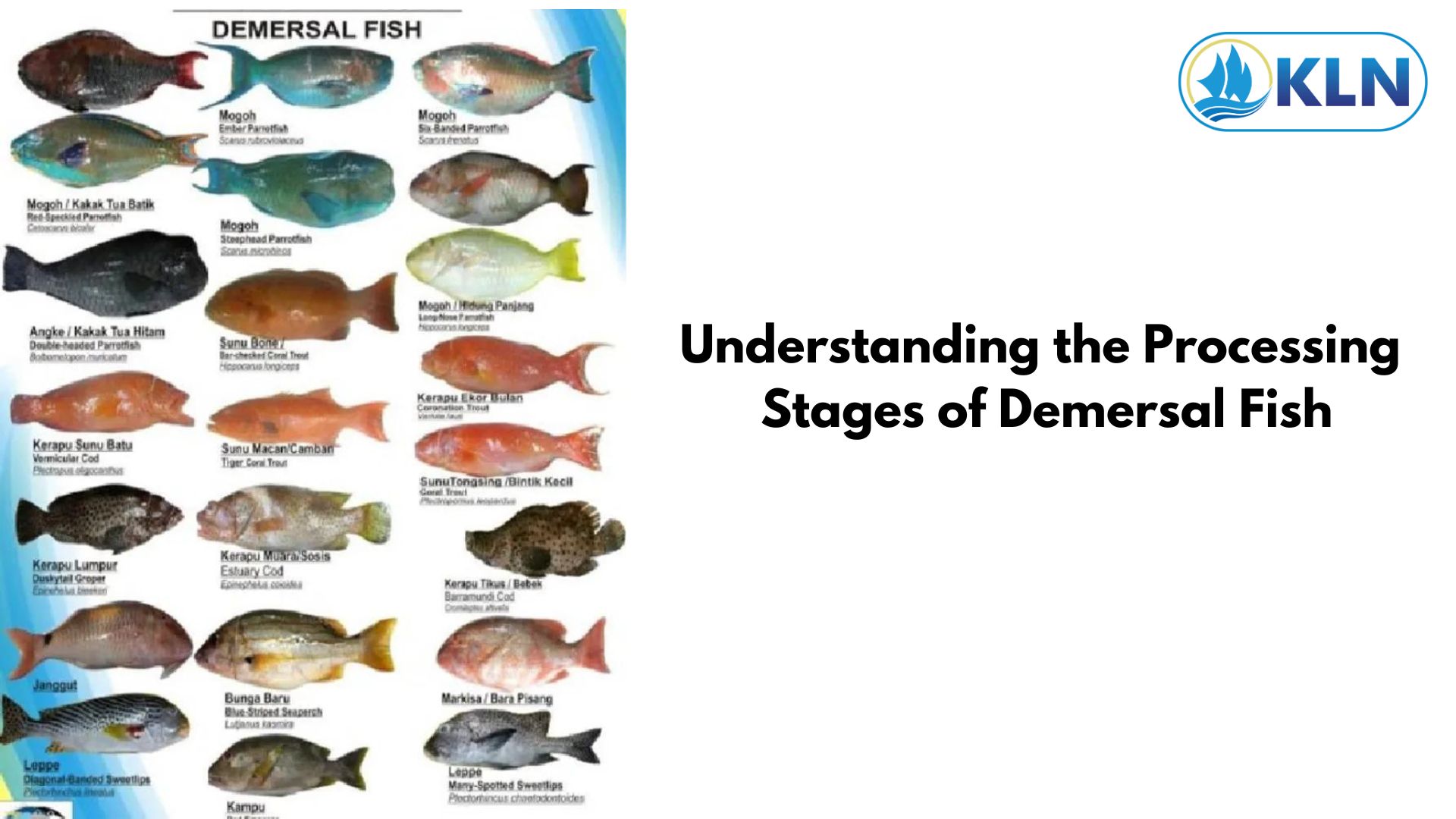 Understanding the Processing Stages of Demersal Fish